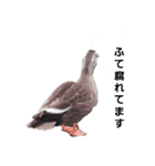 全然話を聞いてくれない動物たち（個別スタンプ：2）