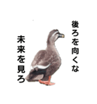 全然話を聞いてくれない動物たち（個別スタンプ：4）