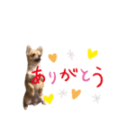 ちゃぴ3（個別スタンプ：1）