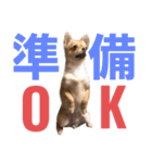 ちゃぴ3（個別スタンプ：5）