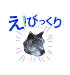 りゅうの家族スタンプ（秋田犬）（個別スタンプ：19）