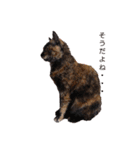 猫deご挨拶（個別スタンプ：1）