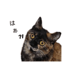 猫deご挨拶（個別スタンプ：2）