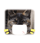 猫deご挨拶（個別スタンプ：3）