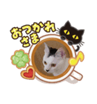 猫deご挨拶（個別スタンプ：5）