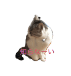 ネコスタンプゆるゆる（個別スタンプ：5）