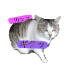 ネコスタンプゆるゆる（個別スタンプ：8）