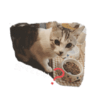 ネコスタンプゆるゆる（個別スタンプ：11）