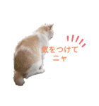 ニケの日常（個別スタンプ：6）