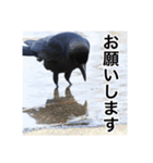 野鳥の日常スタンプ（個別スタンプ：1）