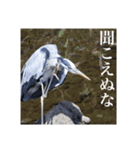 野鳥の日常スタンプ（個別スタンプ：2）