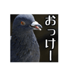 野鳥の日常スタンプ（個別スタンプ：3）