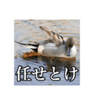 野鳥の日常スタンプ（個別スタンプ：5）