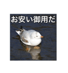 野鳥の日常スタンプ（個別スタンプ：6）