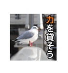 野鳥の日常スタンプ（個別スタンプ：7）
