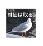 野鳥の日常スタンプ（個別スタンプ：8）