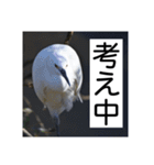 野鳥の日常スタンプ（個別スタンプ：9）