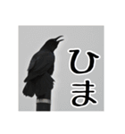 野鳥の日常スタンプ（個別スタンプ：10）