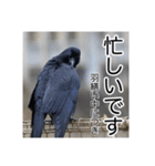 野鳥の日常スタンプ（個別スタンプ：11）