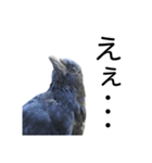 野鳥の日常スタンプ（個別スタンプ：12）