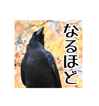 野鳥の日常スタンプ（個別スタンプ：13）