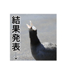 野鳥の日常スタンプ（個別スタンプ：14）