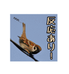 野鳥の日常スタンプ（個別スタンプ：15）