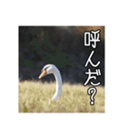 野鳥の日常スタンプ（個別スタンプ：16）