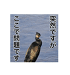 野鳥の日常スタンプ（個別スタンプ：17）