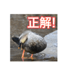 野鳥の日常スタンプ（個別スタンプ：18）