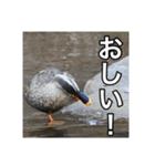 野鳥の日常スタンプ（個別スタンプ：19）
