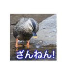野鳥の日常スタンプ（個別スタンプ：20）