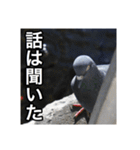野鳥の日常スタンプ（個別スタンプ：22）