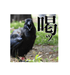 野鳥の日常スタンプ（個別スタンプ：23）