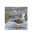 野鳥の日常スタンプ（個別スタンプ：24）
