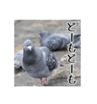 野鳥の日常スタンプ（個別スタンプ：25）