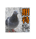 野鳥の日常スタンプ（個別スタンプ：26）