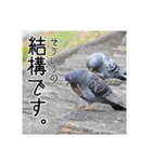 野鳥の日常スタンプ（個別スタンプ：27）