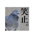 野鳥の日常スタンプ（個別スタンプ：28）