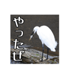 野鳥の日常スタンプ（個別スタンプ：29）