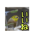 野鳥の日常スタンプ（個別スタンプ：30）
