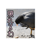 野鳥の日常スタンプ（個別スタンプ：31）