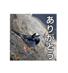 野鳥の日常スタンプ（個別スタンプ：32）