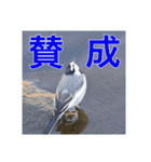 野鳥の日常スタンプ（個別スタンプ：33）