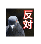 野鳥の日常スタンプ（個別スタンプ：34）