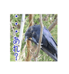 野鳥の日常スタンプ（個別スタンプ：35）
