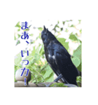 野鳥の日常スタンプ（個別スタンプ：36）