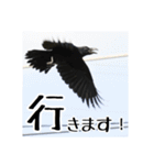 野鳥の日常スタンプ（個別スタンプ：37）