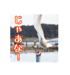 野鳥の日常スタンプ（個別スタンプ：38）