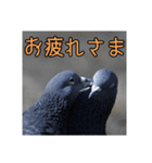 野鳥の日常スタンプ（個別スタンプ：39）